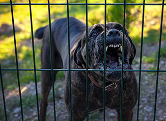 Dog Bite Lawyer in Kentucky