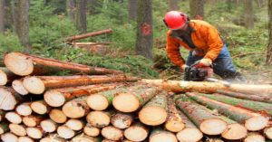 Logger cutting out logs