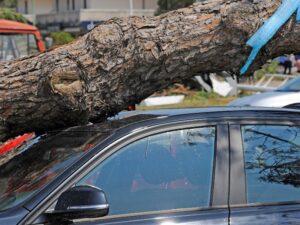 tree fell on car while driving