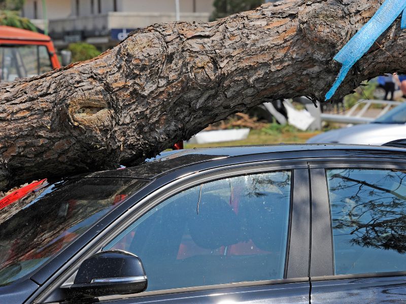 tree fell on car while driving