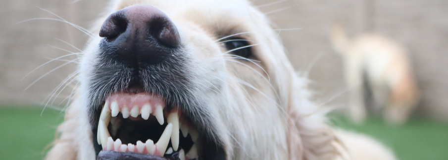 Dog snarling