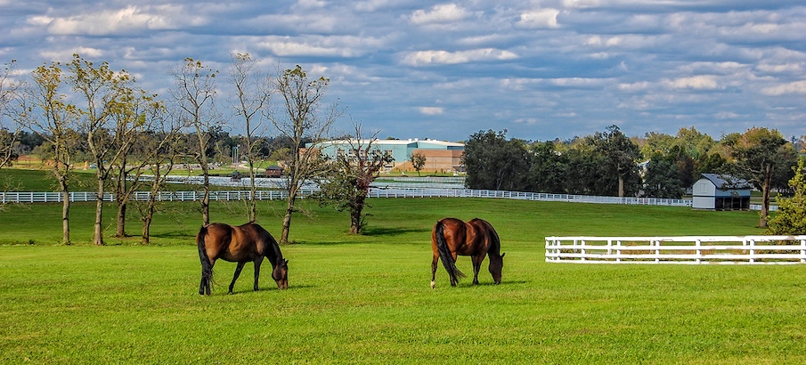lexington fields